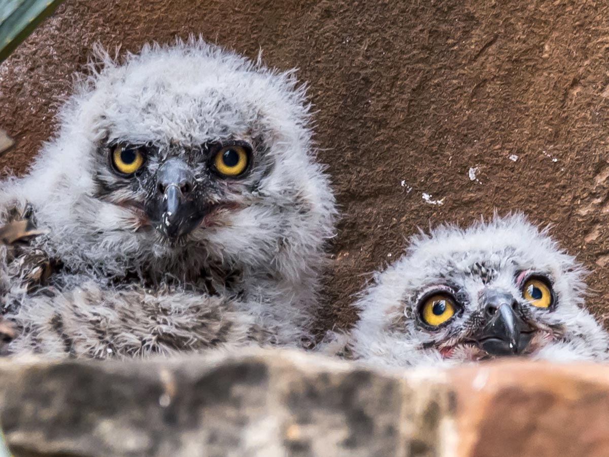 Owlets 2018. PHOTO Bill J. Boyd