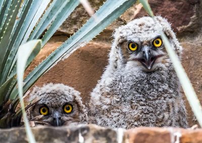 Two owlets PHOTO Bill J. Boyd