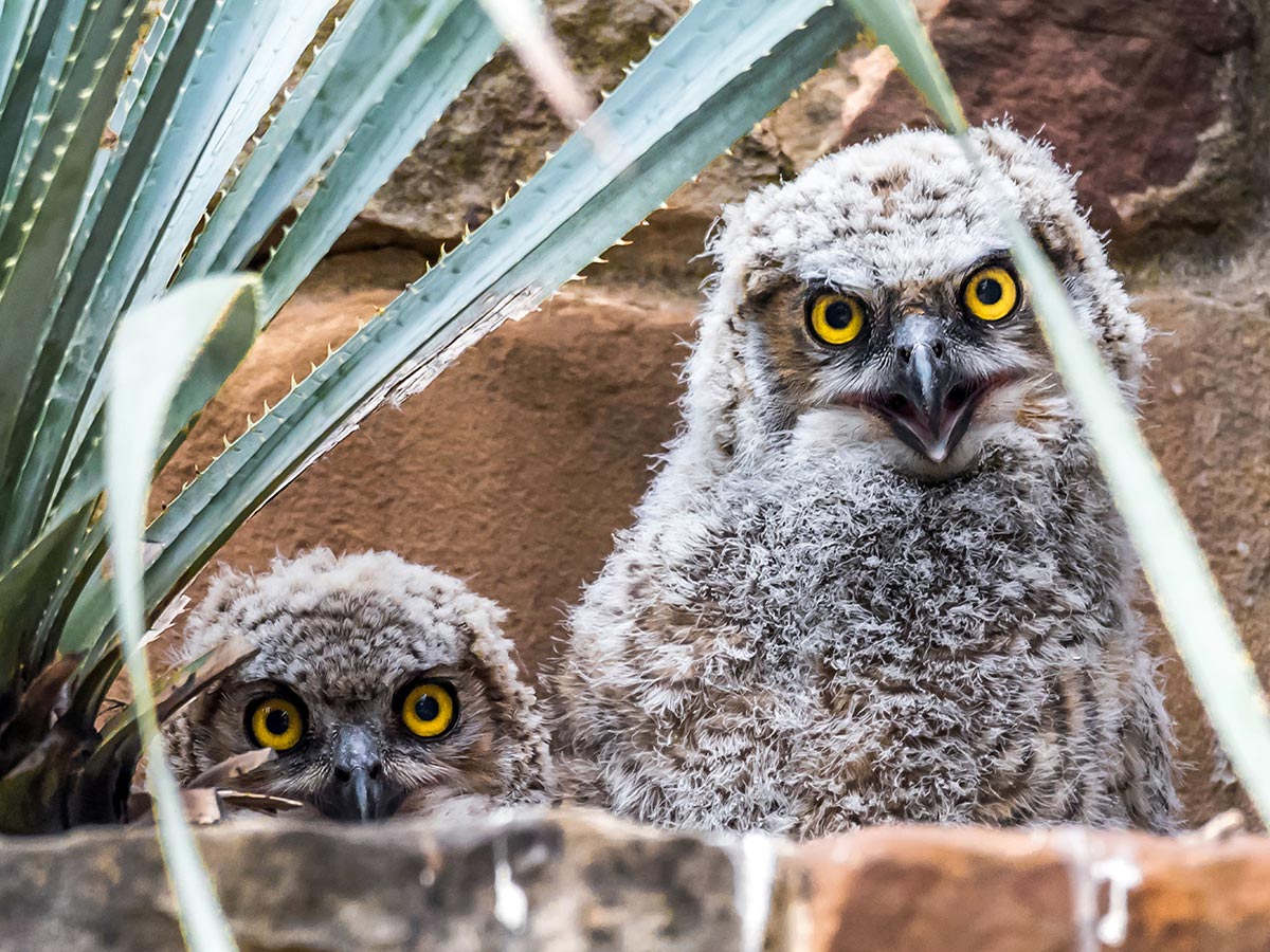 Two owlets PHOTO Bill J. Boyd