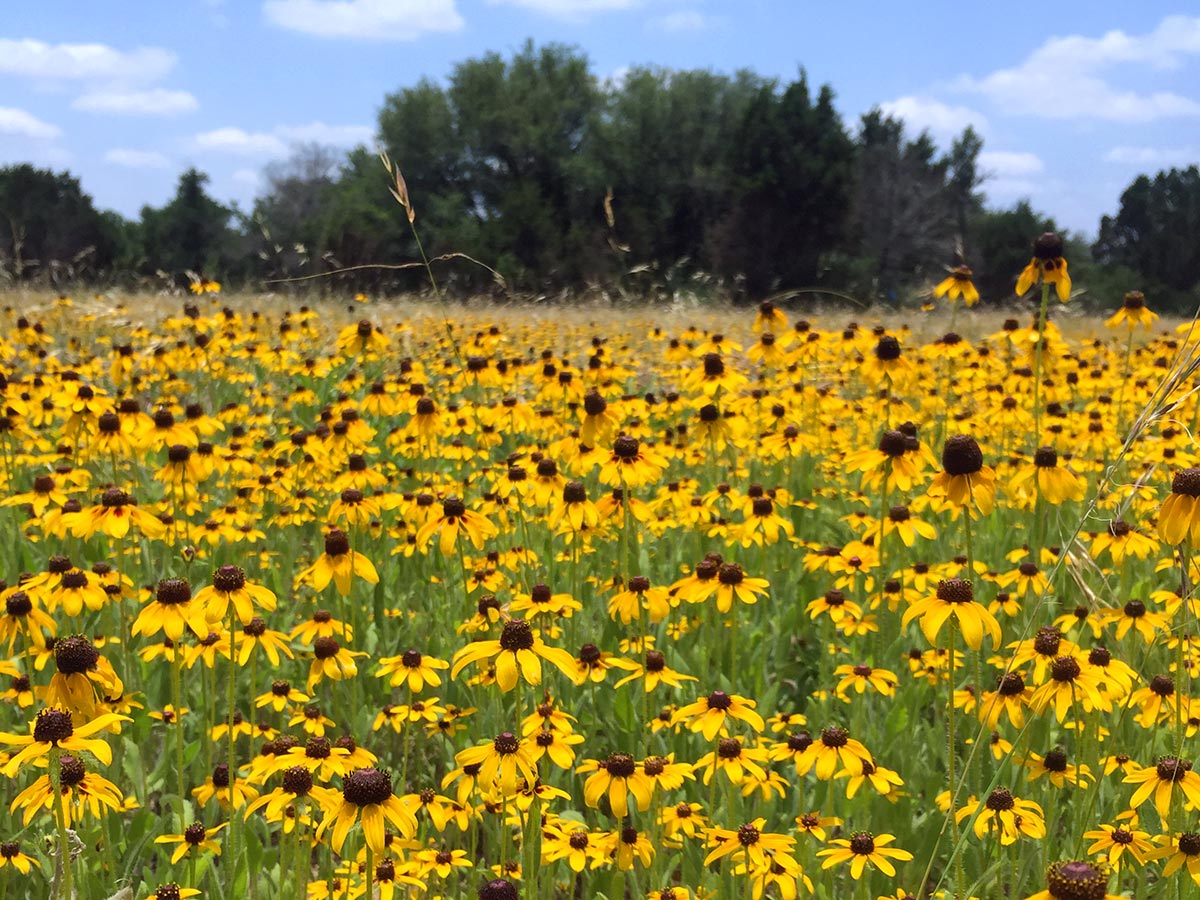 Field of Black-eyed susans PHOTO Lee Clippard