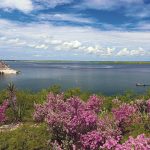 Cenizo (Leucophyllum frutescens) brightens the uplands at Lake Amistad. PHOTO Jack G. Johnson/National Park Service