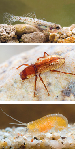 FROM TOP Fountain darter, Comal Springs dryopid beetle, Peck's cave amphipod PHOTOS Abbott Nature Photography