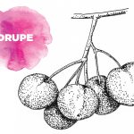 Fruits-drupe-featured Collene Sweeney