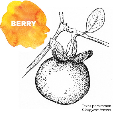 Fruit Berry - Texas Persimmon (Diospyros texana)
