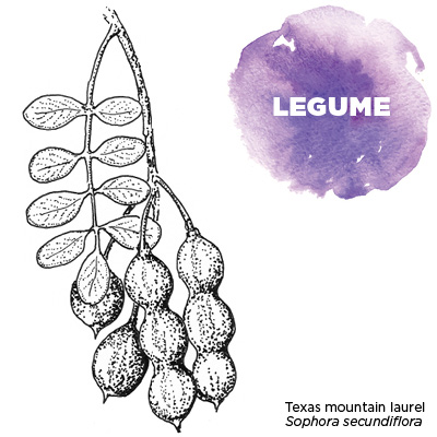 Texas mountain laurel (Sophora secundiflora)