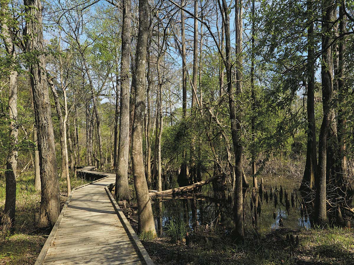 A boardwalk through one of Jesse H. Jones Park’s most resilient ecosystems, a native cypress swamp. PHOTO Nathan Lindstrom