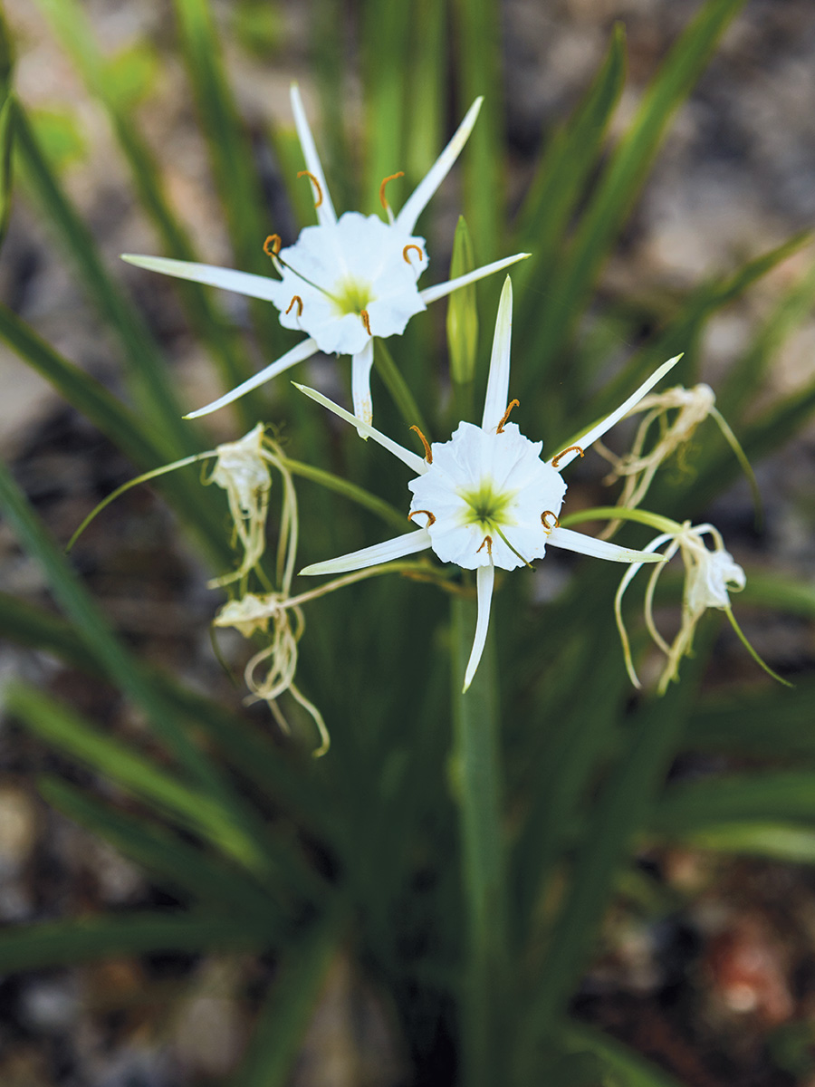 Native plants such as Texas spiderlilies (Hymenocallis liriosme) are right at home in a flood plain. PHOTO Nathan Lindstrom