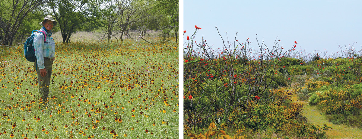 LEFT Botanist Patty Manning in a field of Mexican hats (Ratibida columnifera). RIGHT Ocotillo (Fouquieria splendens) in bloom along the Figueroa Trail. PHOTOS Hans Landel, Jack G. Johnson/National Park Service