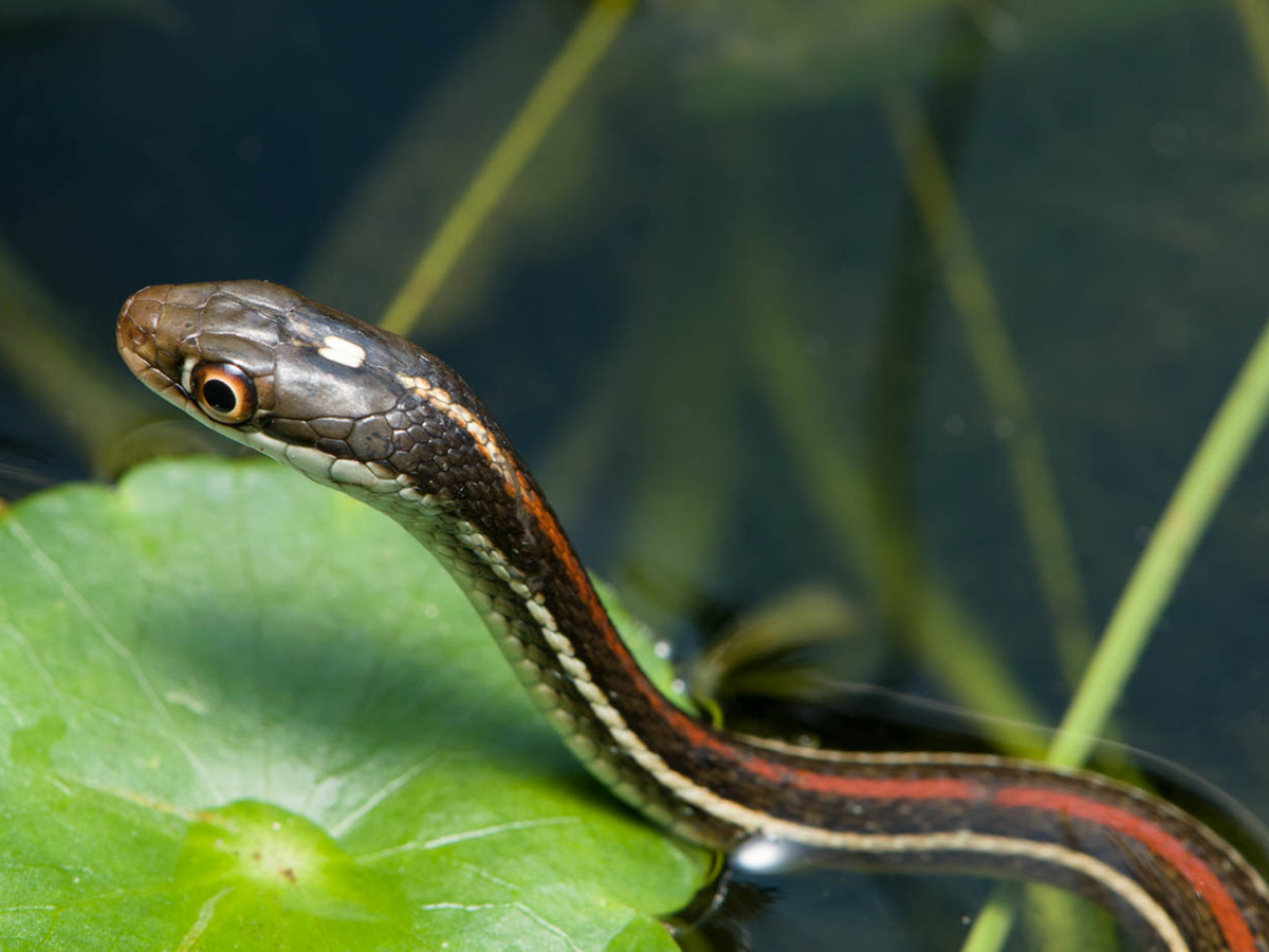 Red stripe ribbon snake swimming through a pond with American marshpennywort in nature