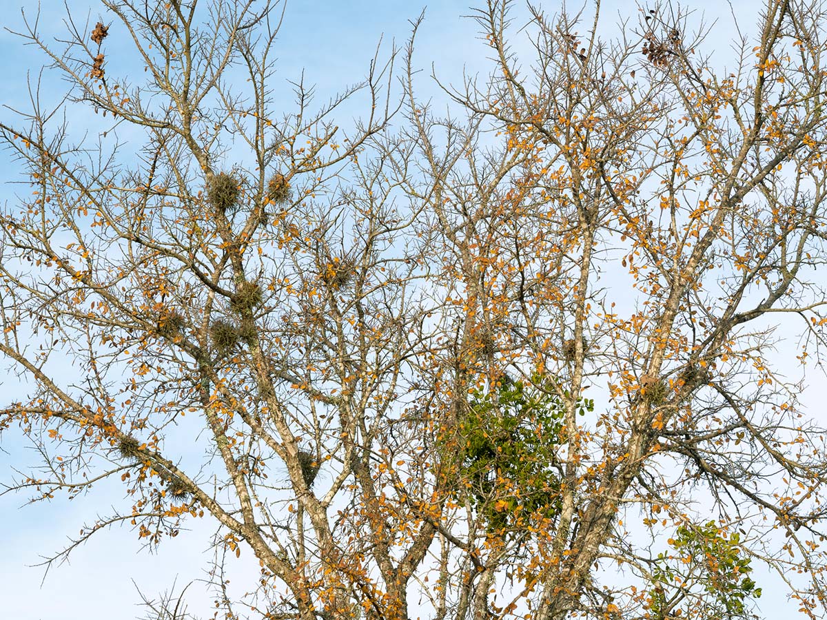 Mistletoe in cedar elm PHOTO Bruce Leander