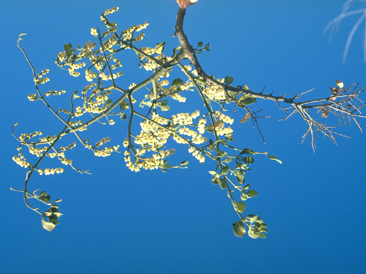 Mistletoe, Phoradendron leucarpum PHOTO Robert L. Stone