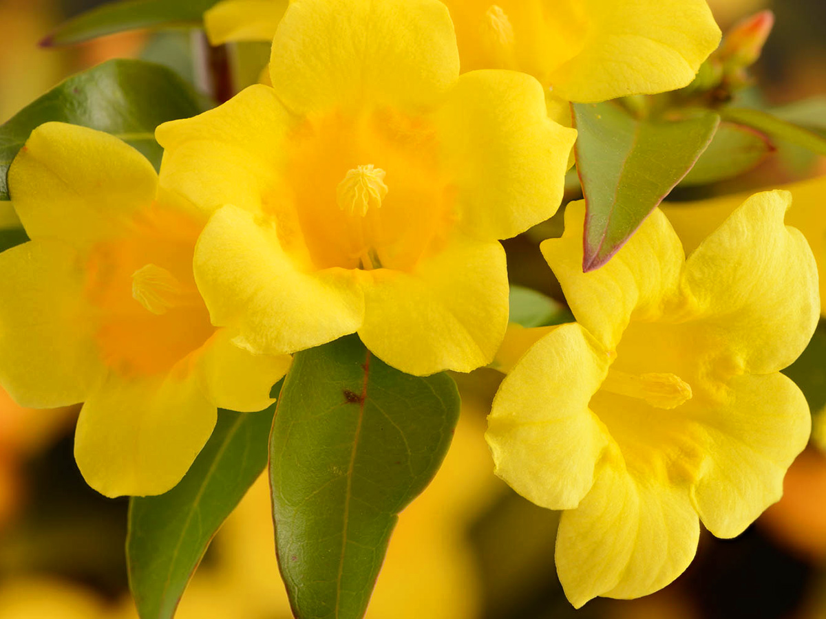 A close up of the buttery yellow Carolina jessamine flower, leaves behind it fading into the background.
