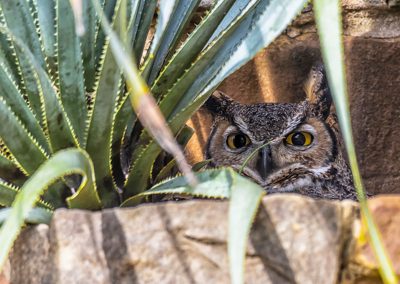 A close-up of Athena the owl, perched in her favorite spot inside a pocket in a stone wall. All that is visible are her pointy ears and her large yellow eyes.