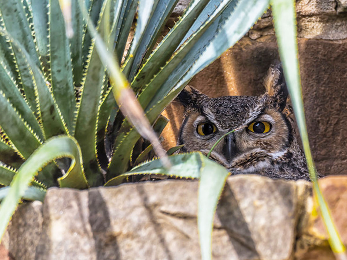 A close-up of Athena the owl, perched in her favorite spot inside a pocket in a stone wall. All that is visible are her pointy ears and her large yellow eyes.