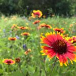 A red and yellow firewheel flower is in focus in the foreground, while more flowers stretch out in the background behind it.