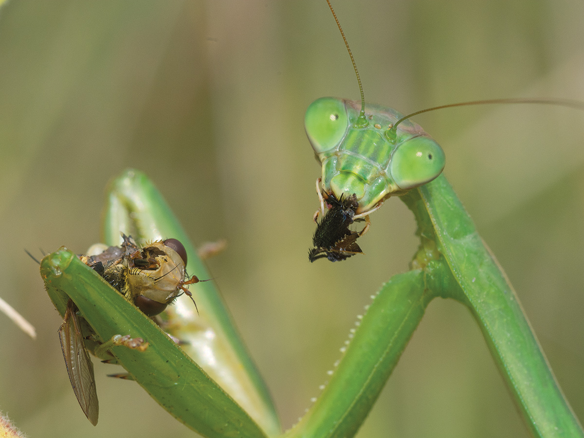 A Chinese mantis feeds on a fly and a sphinx moth, respectively.