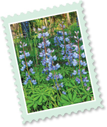 Love Letters lupines