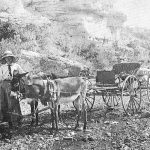 A black-and-white image of two donkeys pulling a cart. A woman in a long dress and a sunhat stands behind them.