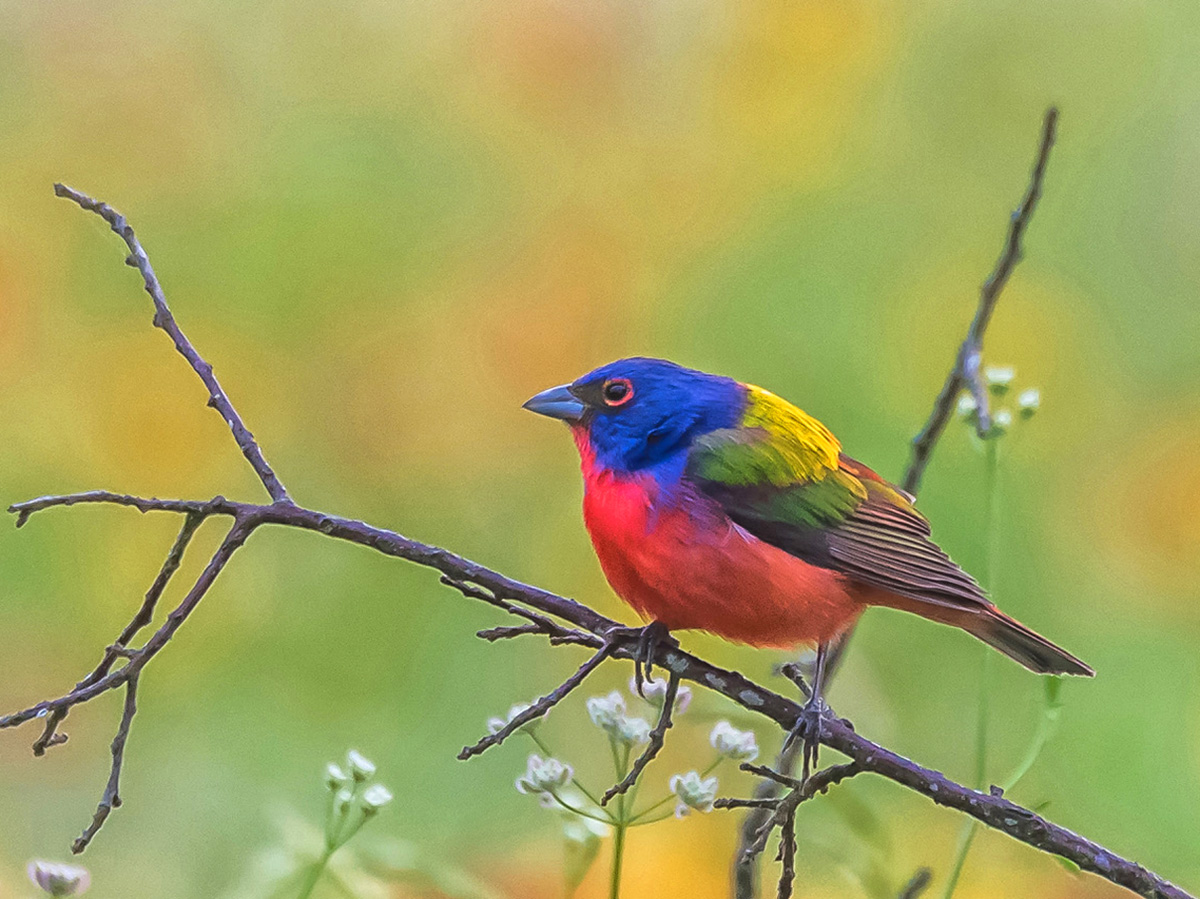 A multicolored bird, the painted bunting, perches on a branch in front of a green, blurry background.