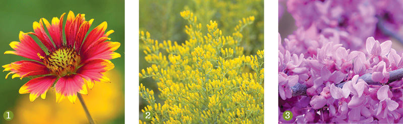 oneflowers (Echinacea spp.),  firewheel (Gaillardia pulchella), goldenrods (Solidago spp.),  redbuds (Cercis spp.), gulf muhly (Muhlenbergia capillaris)
