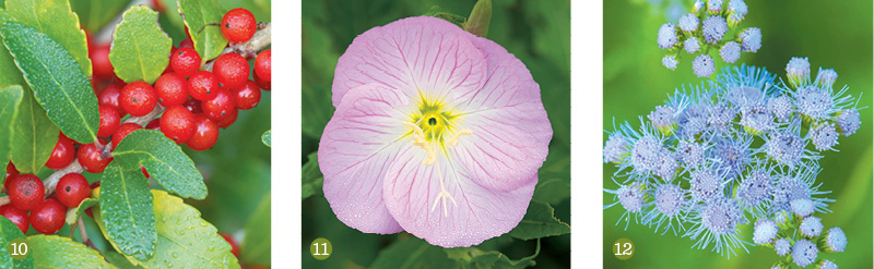 Yaupon holly (Ilex vomitoria),  pink evening primrose (Oenothera speciosa),  Gregg’s mistflower (Conoclinium greggii), wax mallow (Malvaviscus arboreus var. drummondii)