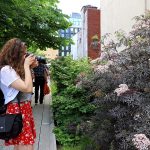 A woman takes a photo of the Black Lace elderberry at the High Line in New York City.