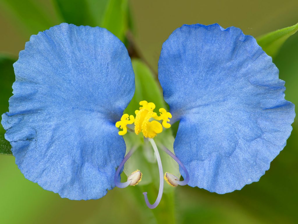 A close up of the blue dayflower, a green background of leaves blurred behind it.