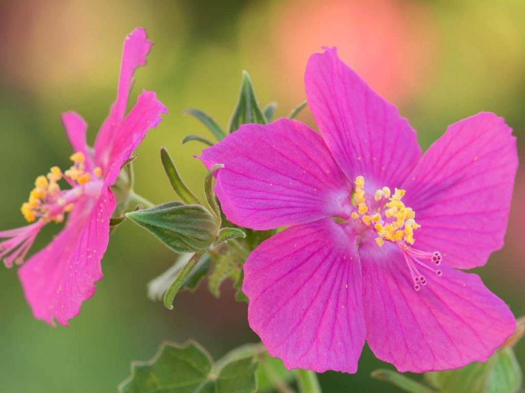A close-up of the rock rose flower in bloom against a blurry green background.