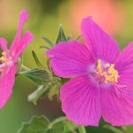 A close-up of the rock rose flower in bloom against a blurry green background.