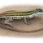 An illustration of the eastern spotted whiptail lizard sitting in the sand, facing sideways.
