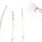 Simple illustrations of four types of native grasses, each with different heights against a white background.