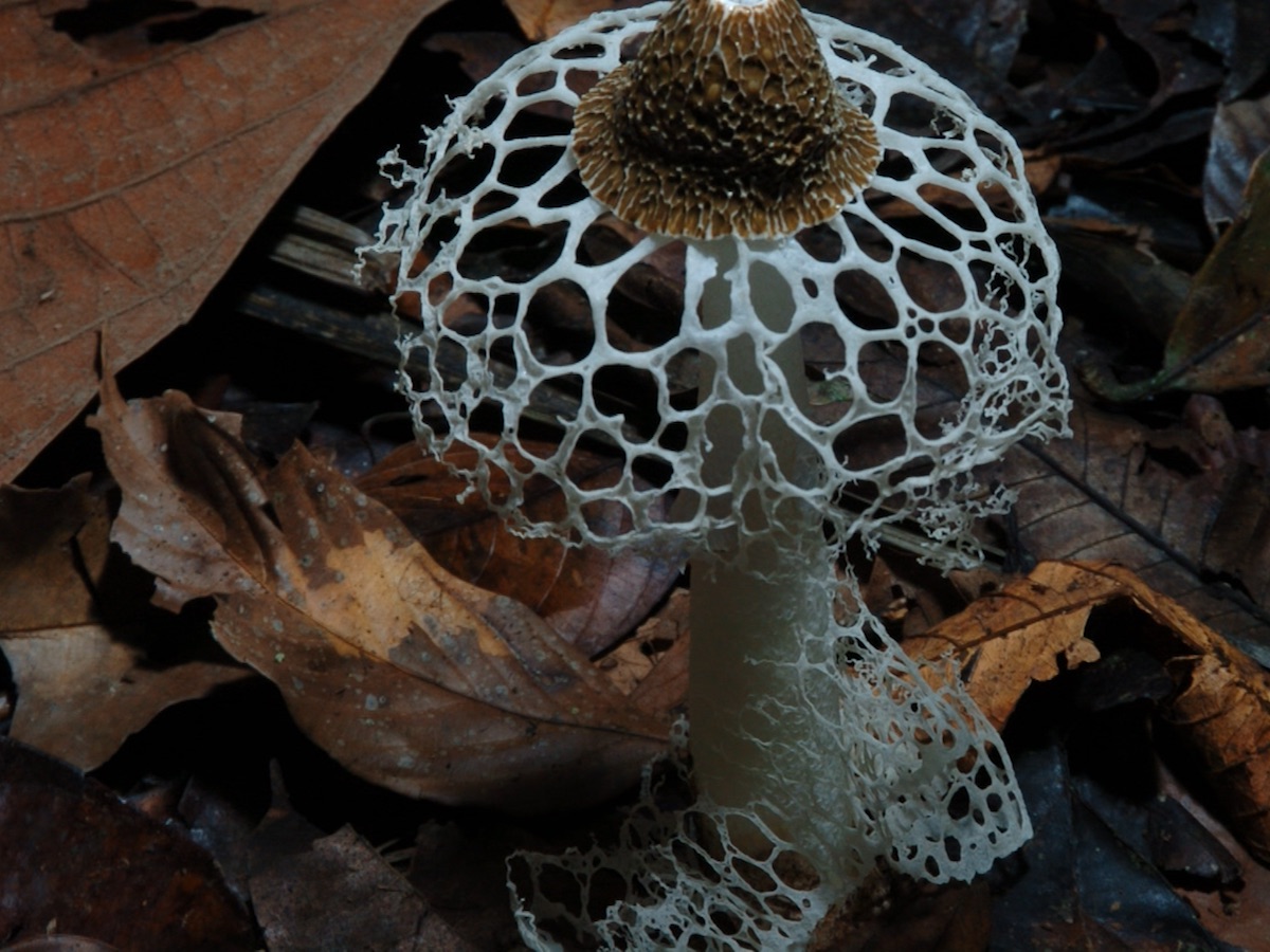A mushroom on the forest floor with a webbed "bridal veil" in a still from the film Fantastic Fungi