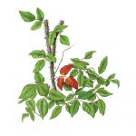 An illustration of the poison ivy plant, with one red leaf highlighted against the rest of the green leaves.