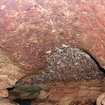 Cave crickets Central Texas