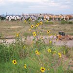 A bunch of common sunflowers crop up in the middle of a housing development construction site.