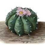 An illustrated image of a peyote plant with several large pink flowers blossoming on top of it.