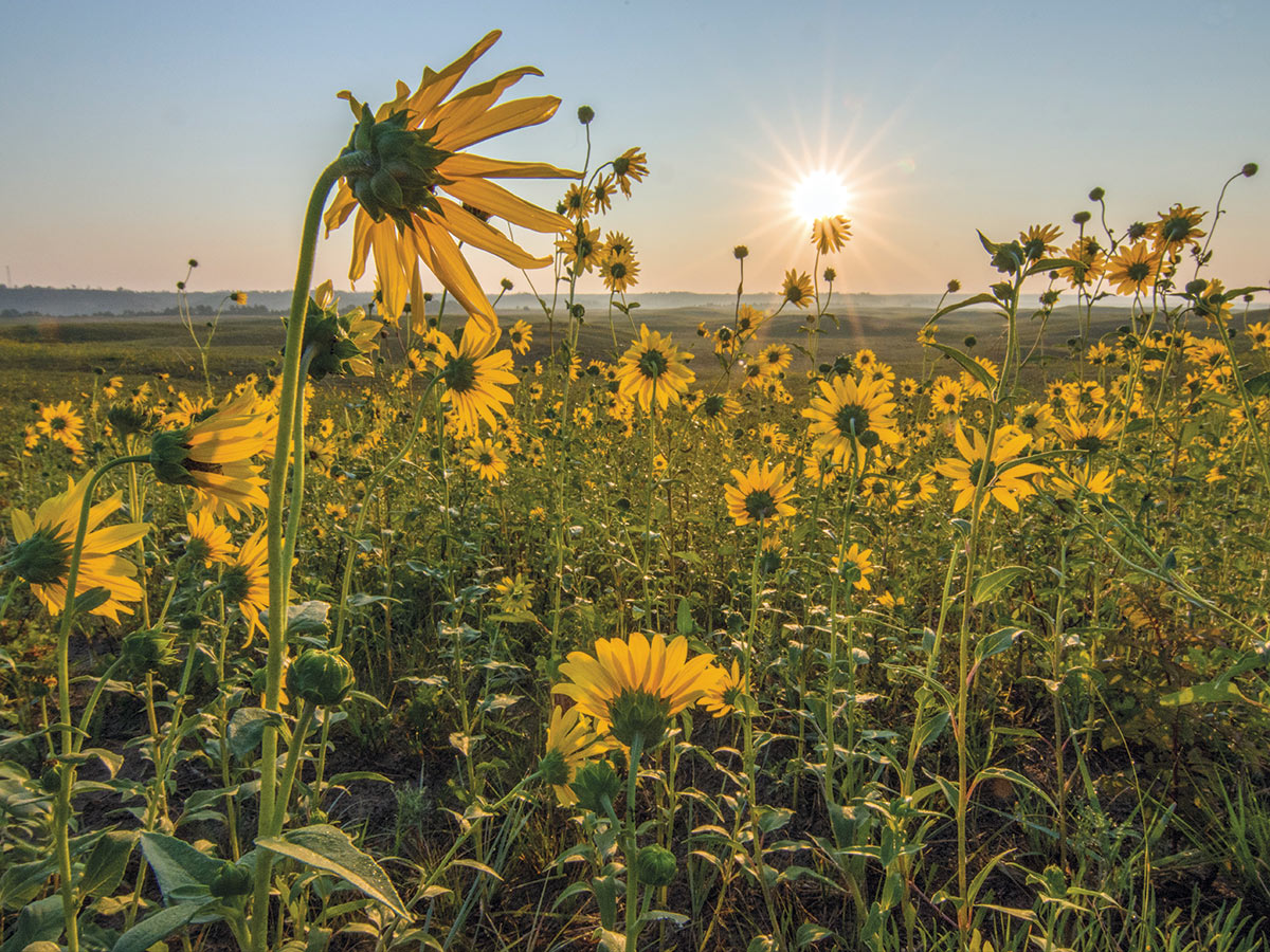A field of prairie sunflowers (Helianthus petiolaris) with a blue sky and setting sun nearing the horizon.