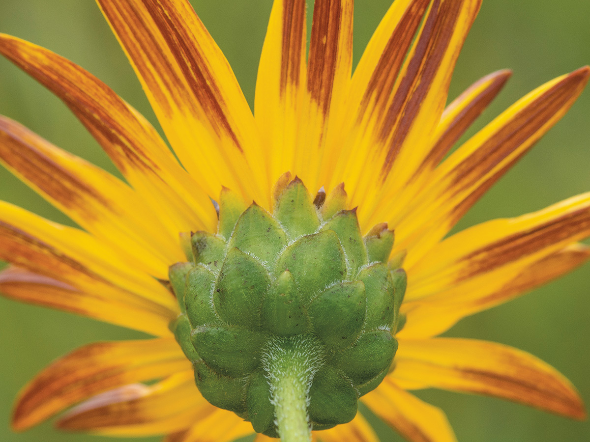 A close-up view of a single stiff sunflower (Helianthus pauciflorus) from the back of the bloom.