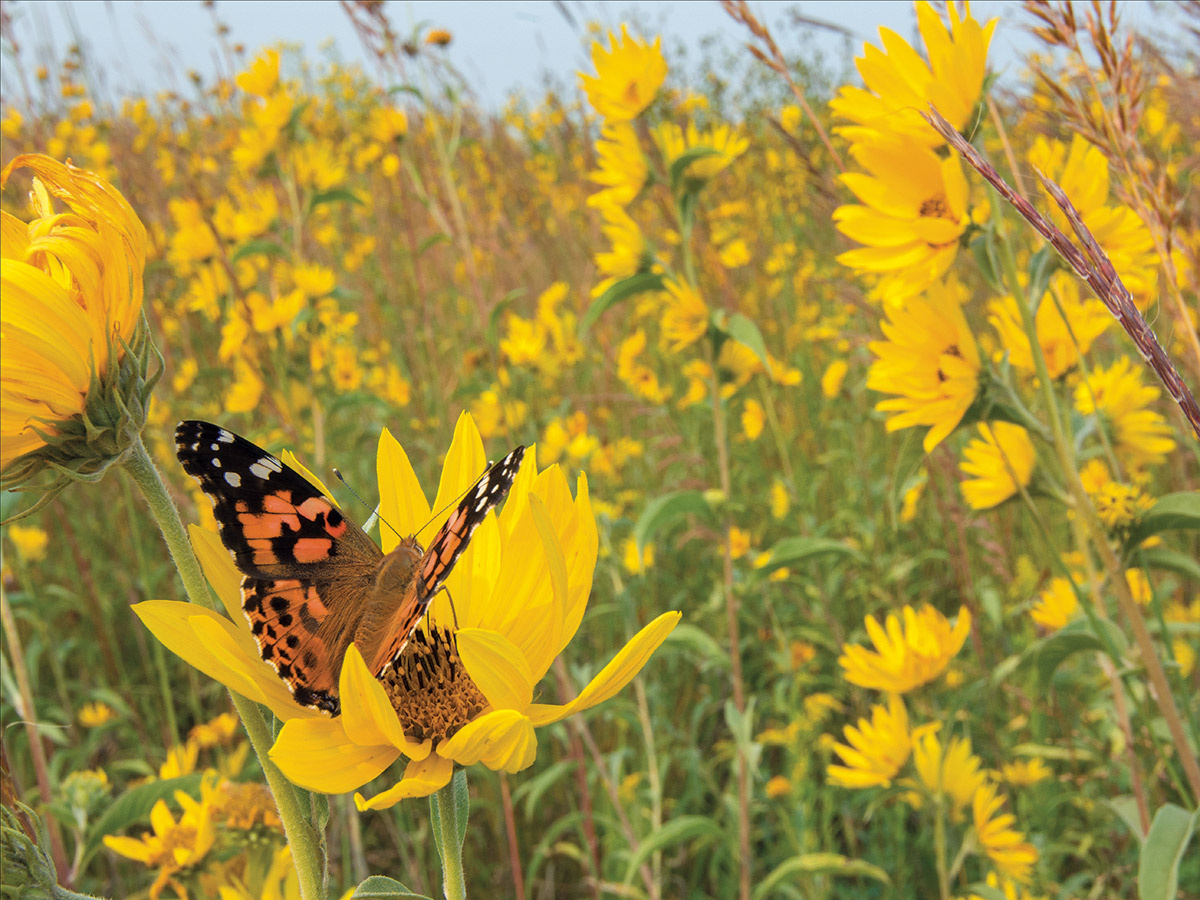 A painted lady butterfly lands on a bloom in a crowded field of maximilian sunflowers (Helianthus maximiliani).