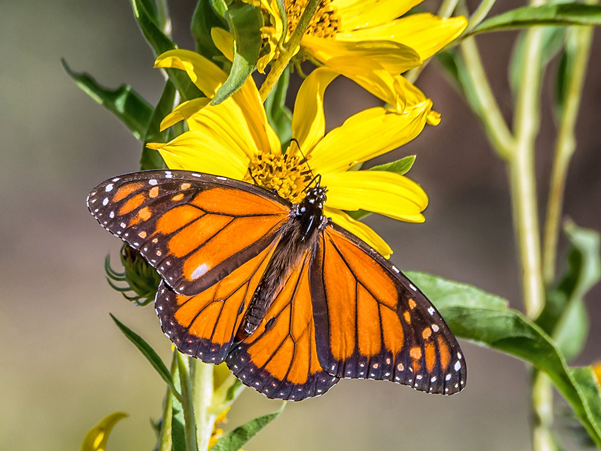 A close-up of a monarch butterfly on maximilian sunflower ( Helianthus maximiliani) blooms.