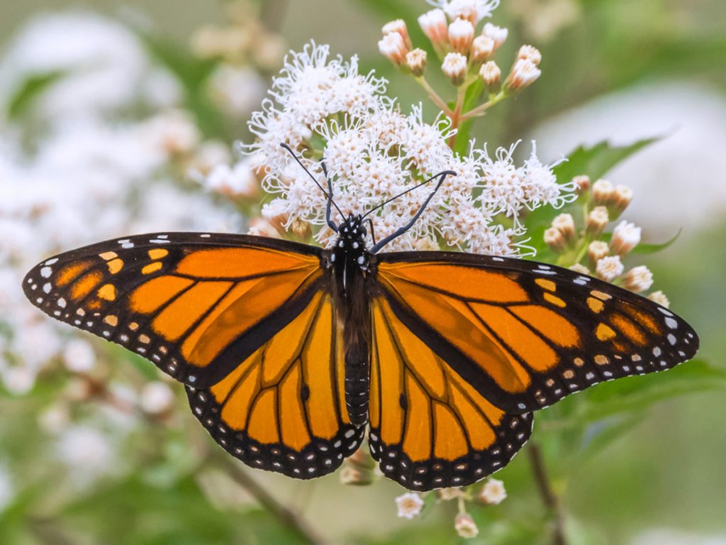 A Monarch butterfly stretches its wings as it pollinates a shrubby boneset plant.