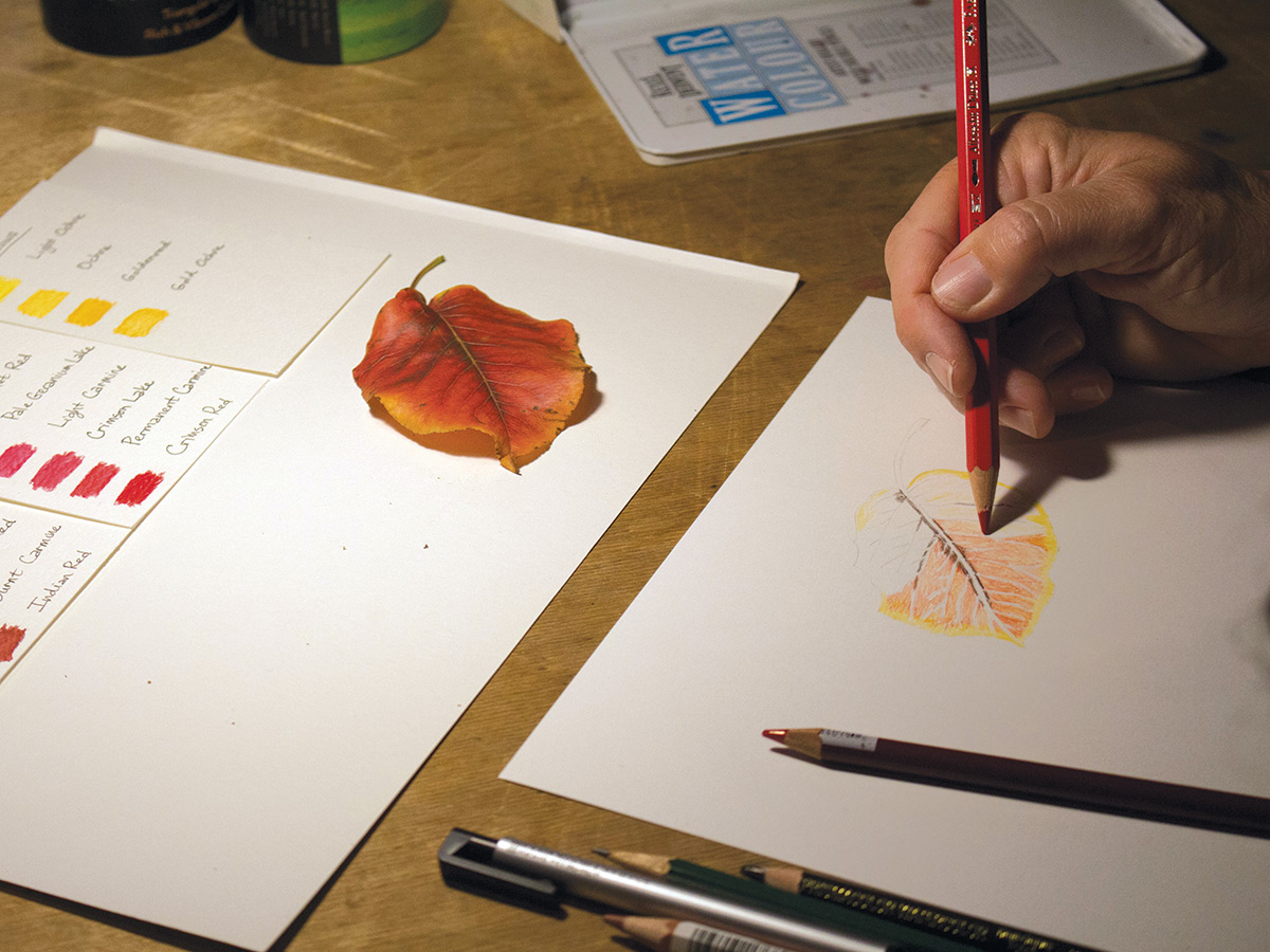 An artist uses a red and yellow leaf as a reference for a photorealistic drawing.