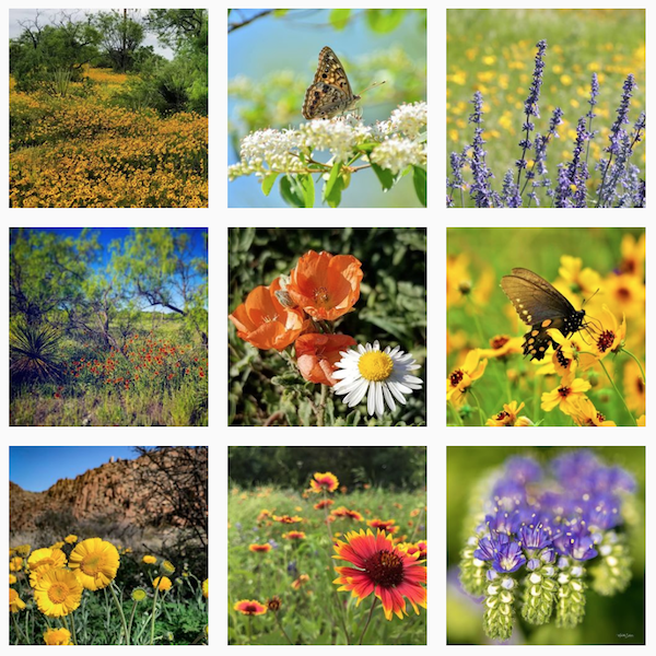 Texas Wildflower Watch image grid