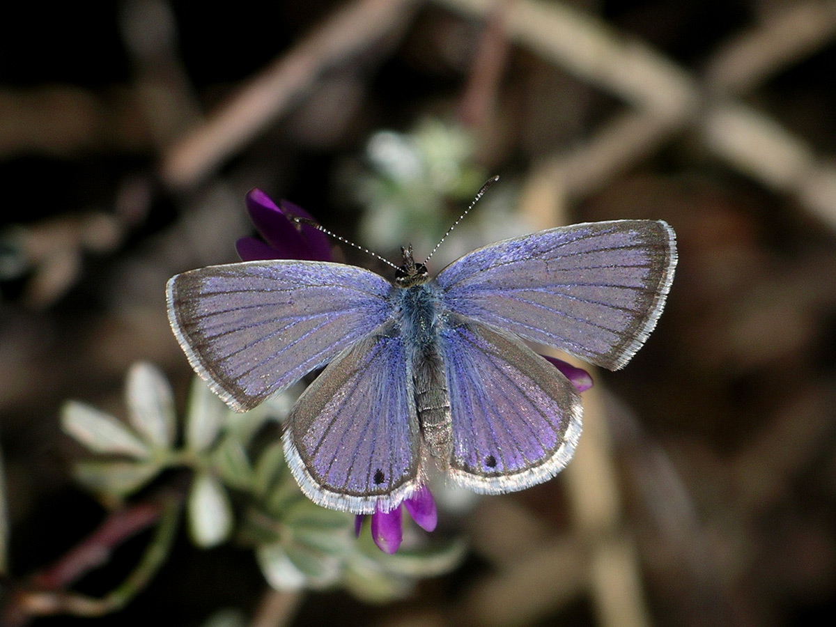 A Reakirt's blue male butterfly spreads its wings as it lands on a purple flower.