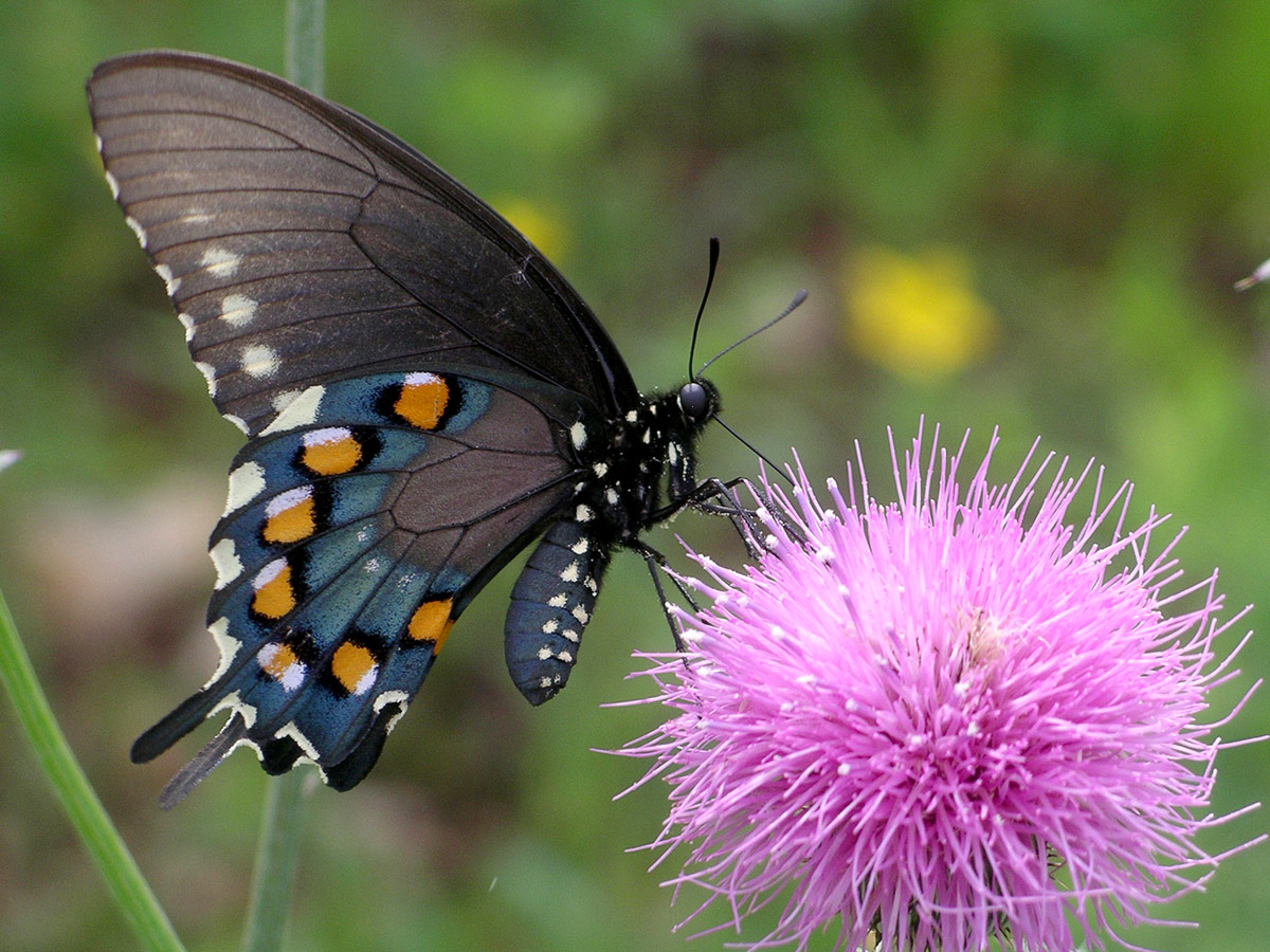 A pipevine swallowtail butterfly pollinates a thistle plant.