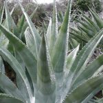 A large agave plant in the foreground is covered in dew. There are more agave plants behind it as well.