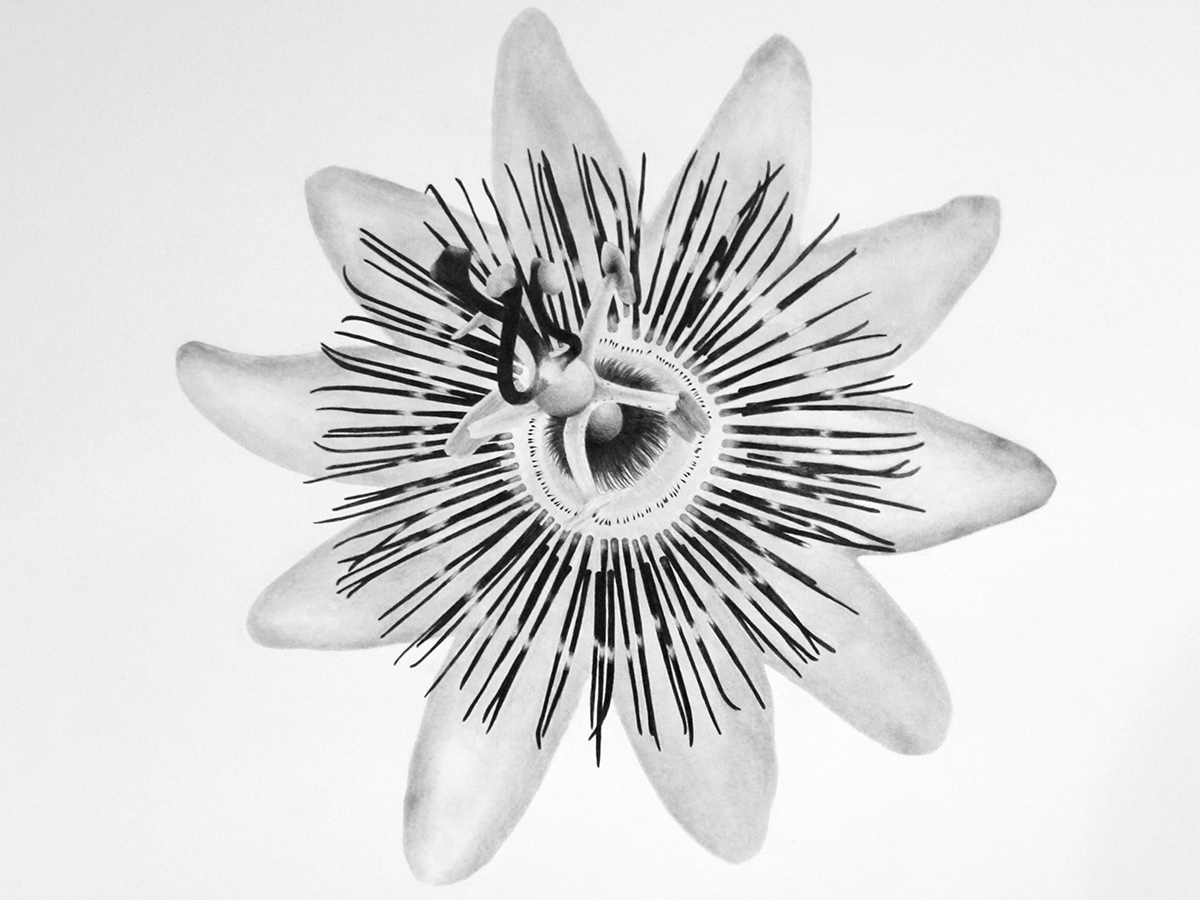 Detailed graphite drawing of a passionflower