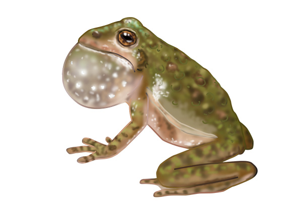 Blanchard's cricket frog, Acris blanchardi