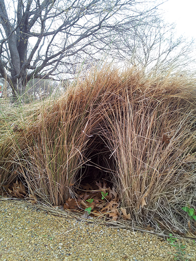 Native grasses such as Muhlenbergia species create natural cover and protection for all sorts of fauna, from small mammals and birds to insects and reptiles.
