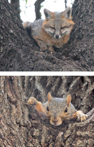 Oak trees (Quercus spp.) adjacent to BRIT’s restore prairie host such frequent visitors as this native gray fox (Urocyon cinereoargenteus, top) and eastern fox squirrel (Sciurus niger); the latter was hiding from a red-shouldered hawk in this image, according to Facilities Manager Greg Gunn.